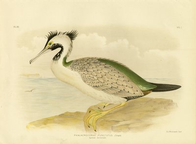 Cormorano maculato, 1891 da Gracius Broinowski
